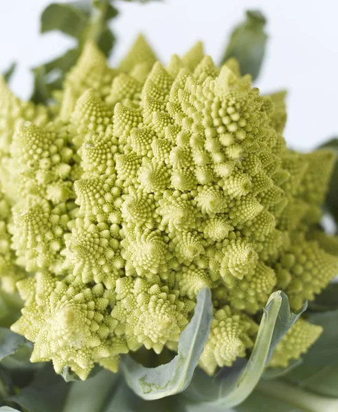 Frischer Romanesco Brokkoli — Stockfoto