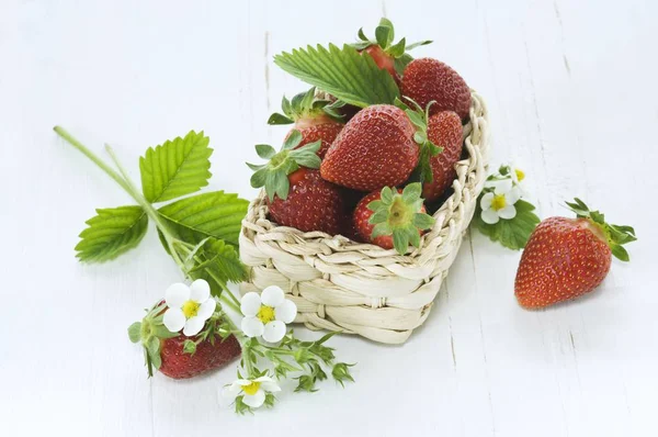 Strawberries with leaves and flowers — Stock Photo, Image