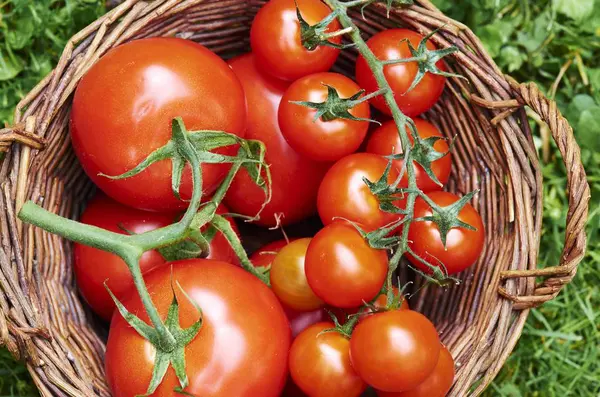 Basket of fresh tomatoes — Stock Photo, Image