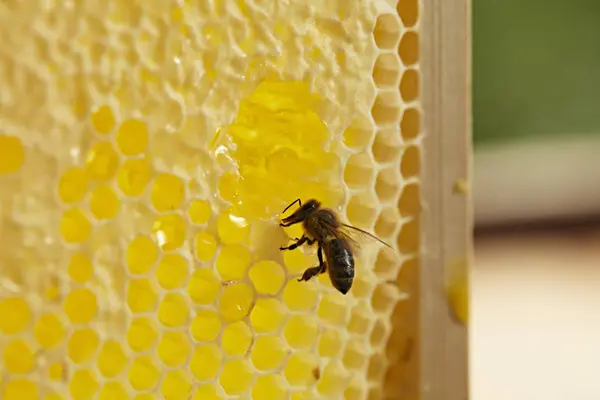 Bee sitting on honeycomb — Stock Photo, Image
