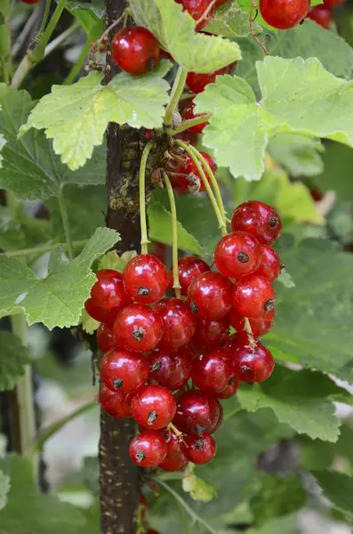 Ripe Redcurrants on bush — Stock Photo, Image