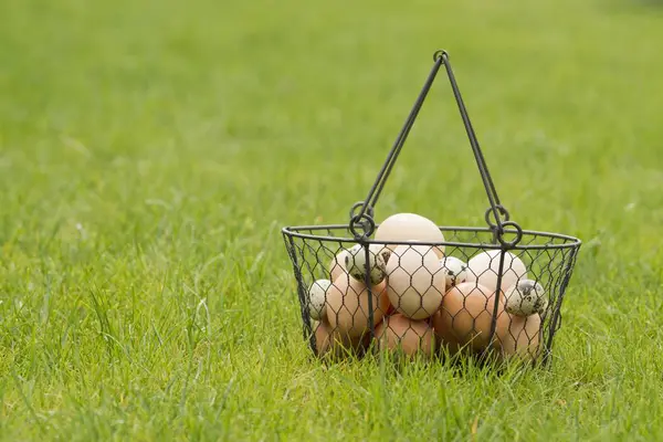 닭고기와 메 추 라 기 계란 와이어 바구니에 — 스톡 사진