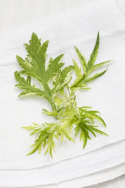 Elevated View Mugwort Sprigs White Linen Cloth — Stock Photo, Image