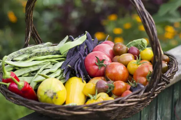 Large Harvesting Basket Vegetable Garden Outdoors Daytime — Stock Photo, Image