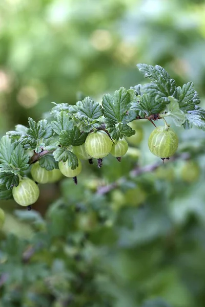 Gooseberries growing on bush — Stock Photo, Image