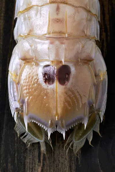 Närbild Beskuren Bild Mantis Krabba Svans — Stockfoto