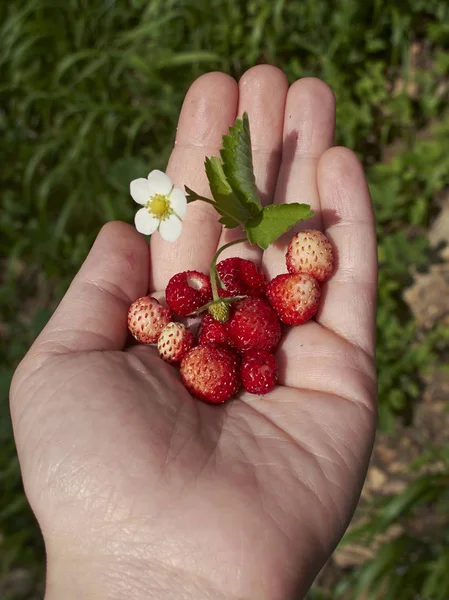 Mano sosteniendo fresas silvestres — Foto de Stock