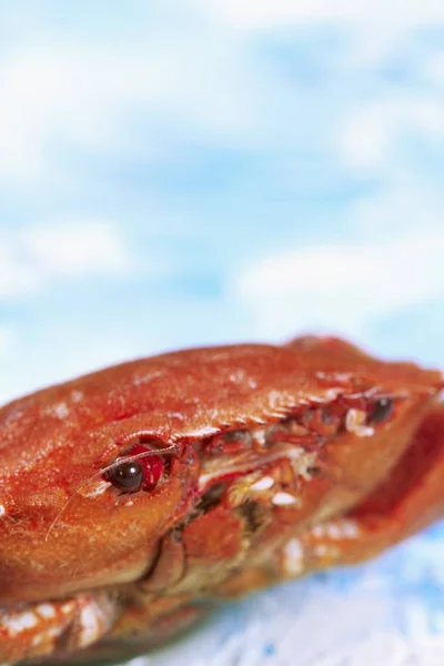 Vue Rapprochée Crabe Rouge Entier — Photo