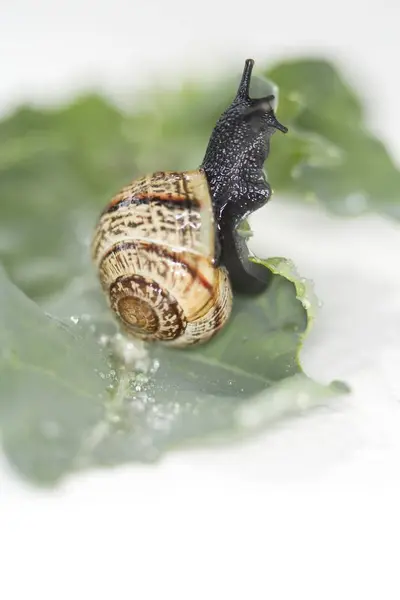 Closeup View One Snail Crawling Cabbage Leaf — Stock Photo, Image
