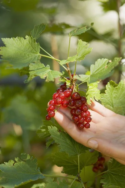 Kadın el malzeme çekme redcurrants — Stok fotoğraf