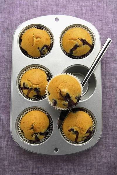 Blueberry muffins in muffin tin — Stockfoto