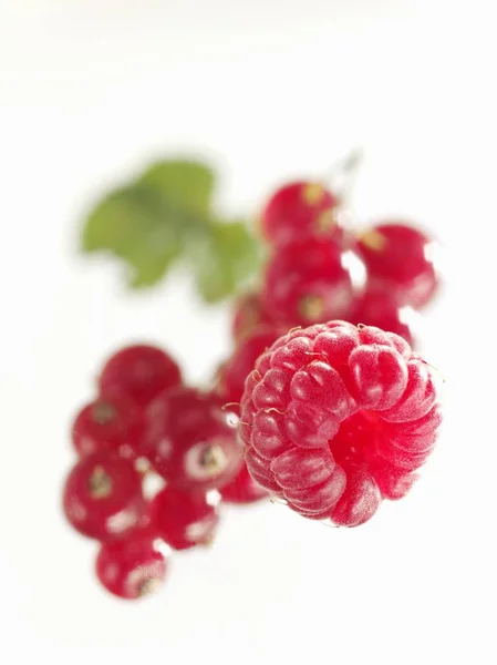 Rote Johannisbeeren und Himbeere mit Blatt — Stockfoto