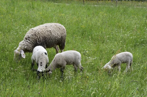 Schapen met lammeren van de drie — Stockfoto