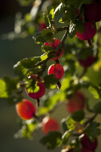 Röda krusbär växer på bush — Stockfoto