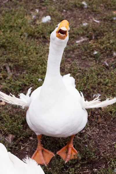 Daytime Front View White Goose Outstretched Wings Opened Beak — Stock Photo, Image