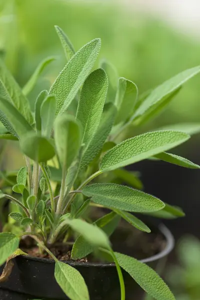 Sauge plante en pot en plastique — Photo