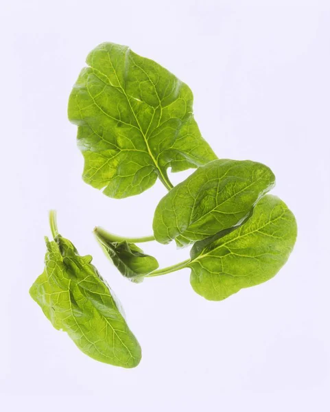 Fresh Spinach leaves — Stock Photo, Image