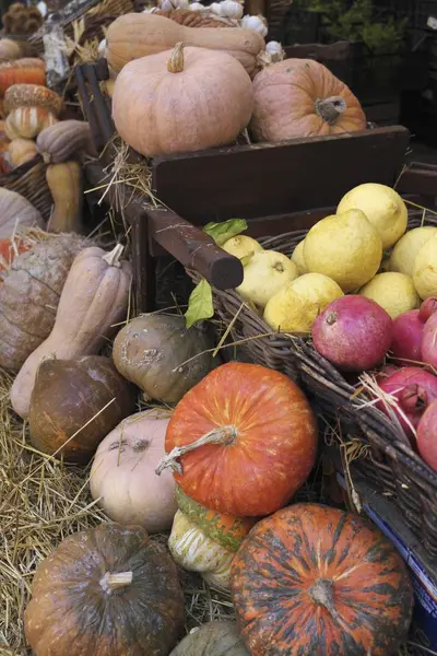 Různé squash venku — Stock fotografie