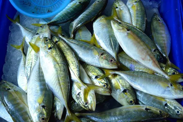 Fresh whole mackerels — Stock Photo, Image
