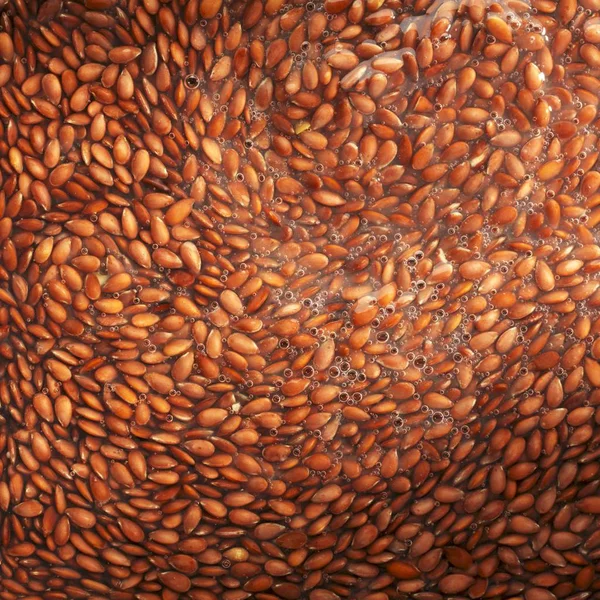 Flax seeds softened — Stock Photo, Image