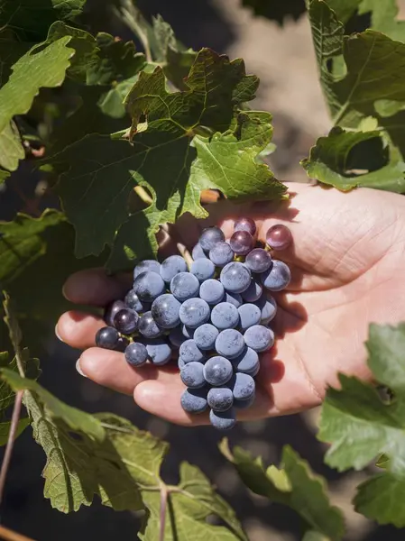 Ludzką ręką zbioru winogron — Zdjęcie stockowe