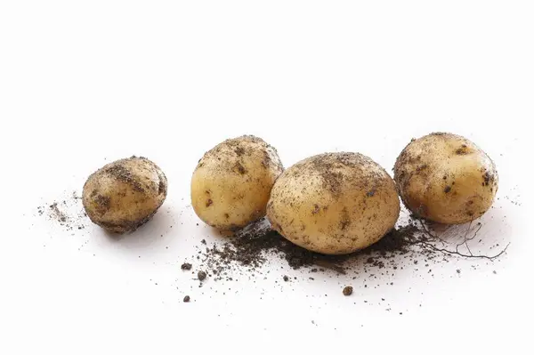 Fresh dirty potatoes — Stock Photo, Image