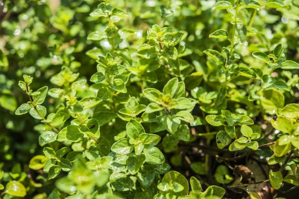 Oregano växer i trädgården — Stockfoto