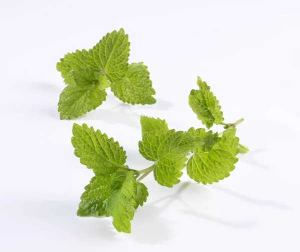 Fresh mint sprigs — Stock Photo, Image