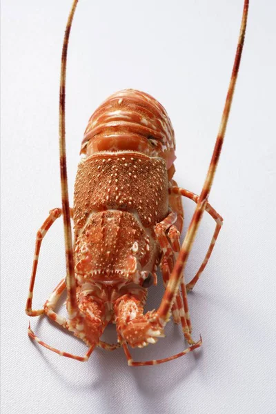 Closeup View One Spiny Lobster White Surface — Stock Photo, Image