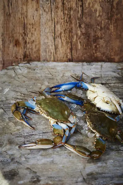 Vedere Închidere Crabilor Albastri Din Maryland Suprafața Lemn — Fotografie, imagine de stoc