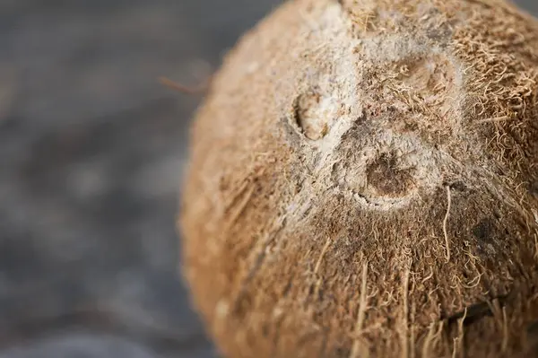 Färsk mogen kokosnöt — Stockfoto