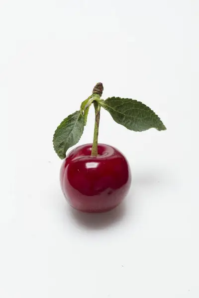 酸樱桃茎和叶 — 图库照片