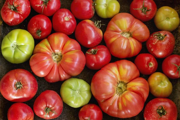Olika typer av tomater — Stockfoto