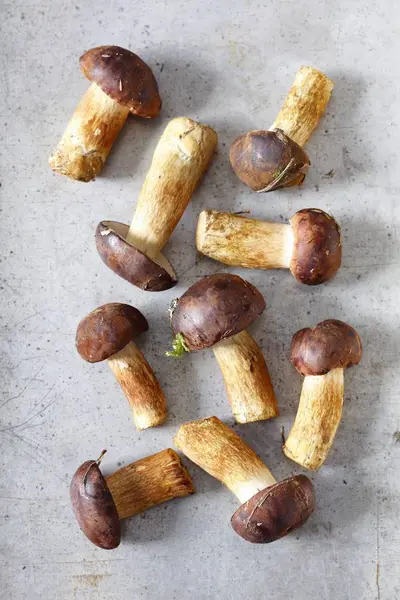 신선한 베이 bolete 버섯 — 스톡 사진