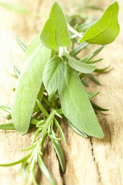 Färsk salvia och rosmarin — Stockfoto