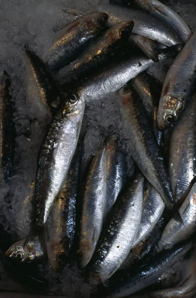 Anchoas pequeñas en un montón con sal — Foto de Stock