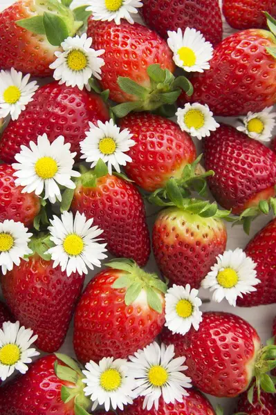 Fresas y margaritas frescas — Foto de Stock