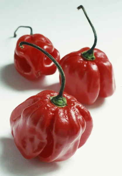 West Indian red peppers — Stock Photo, Image