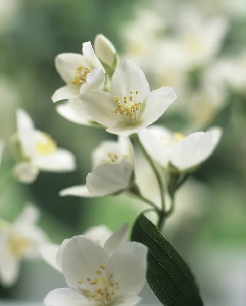 Closeup view of flowering jasmine plant — Stock Photo