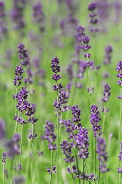 Closeup daytime view of flowering lavender in the field — Stock Photo