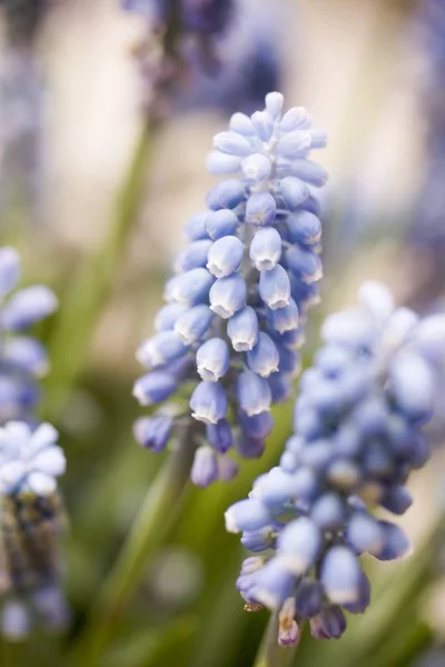 Vista close-up de jacintos de uva azul — Fotografia de Stock