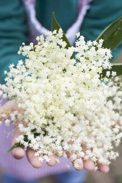 Primer plano de las manos humanas sosteniendo flores frescas de saúco - foto de stock