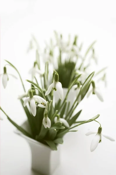 Closeup view of snowdrops in two vases on white background — Stock Photo