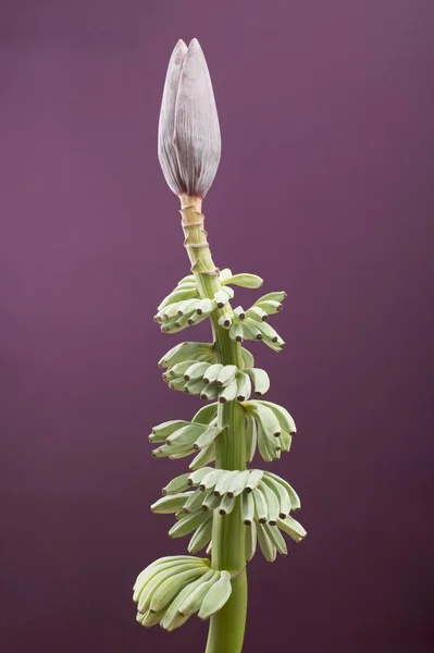 Bouquet de bananes aux fleurs — Photo de stock