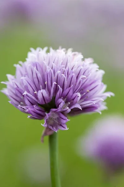 Vista de cerca de una flor de cebollino - foto de stock