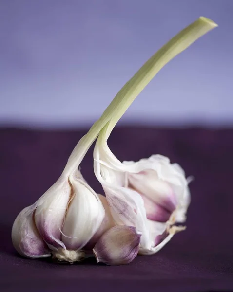 Teste di aglio fresco — Foto stock