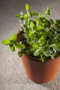 Oregano herbs growing in terracotta pot ready to be harvested.