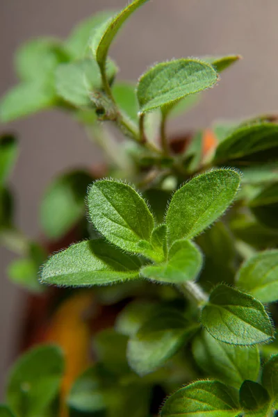 Close Oregano Herbs Growing Terracotta Pot Ready Harvested — Stock Photo, Image