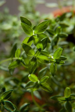 Taze kekik yaprakları toplanmaya hazır..