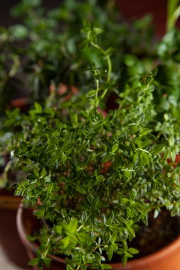 Ön planda kekik olan bir terra cotta ot bahçesi.